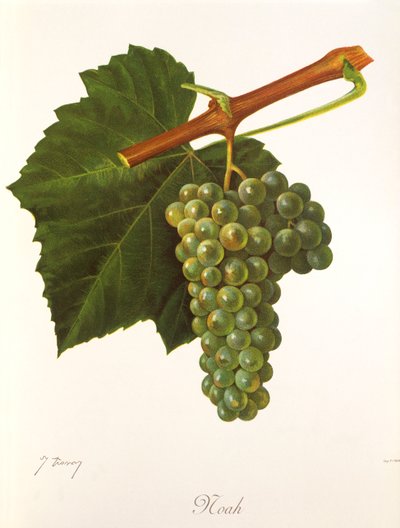 Uva Noah por J. Troncy de Jules Troncy