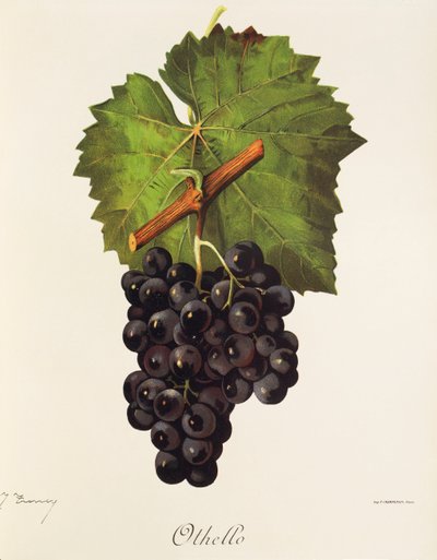Uva Otelo de J. Troncy de Jules Troncy