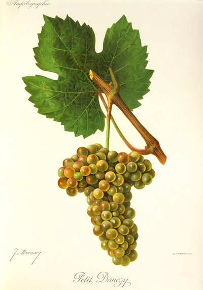 Uva Petit Danezy de J. Troncy de Jules Troncy