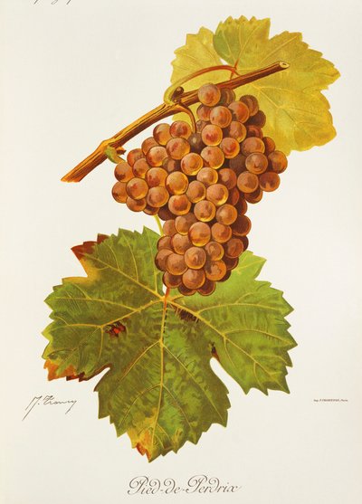 Uva Pied-de-Perdrix por J. Troncy de Jules Troncy