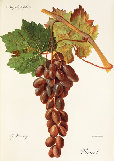 Uva de Pimentão por J. Troncy de Jules Troncy