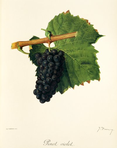 Uva Pinot Violet de J. Troncy de Jules Troncy