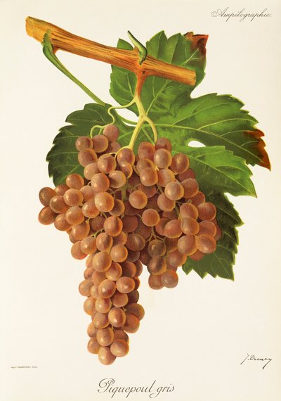 Uva Piquepoul Gris por J. Troncy de Jules Troncy