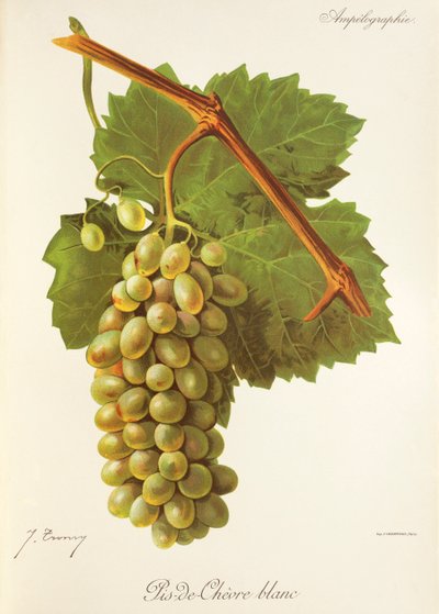 Uva Pis-de-Chevre Blanc de J. Troncy de Jules Troncy