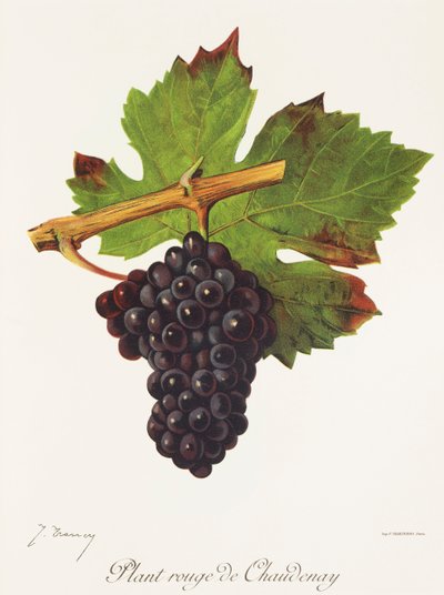 Plant Rouge de Chaudenay uva de J. Troncy de Jules Troncy