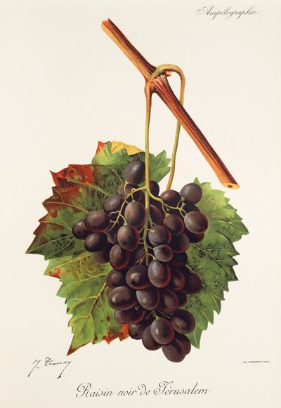 Uva Raisin Noir de Jerusalem por J. Troncy de Jules Troncy