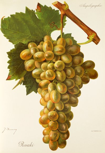 Uva Rosaki de J. Troncy de Jules Troncy