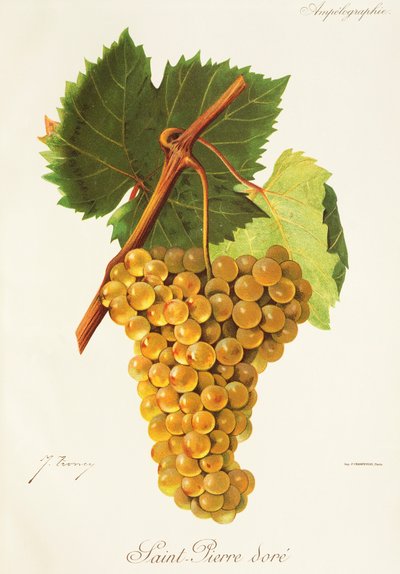 Uva Saint-Pierre Dore