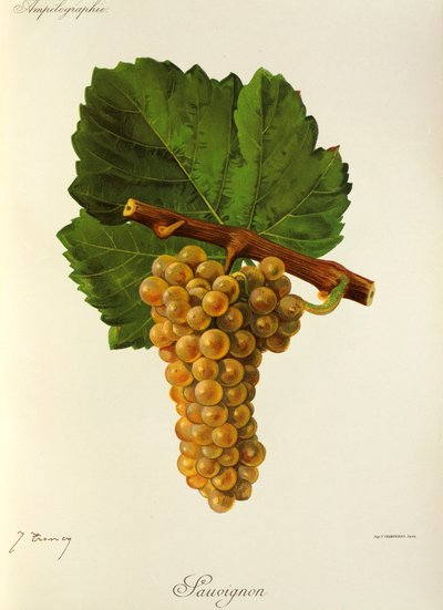 Uva Sauvignon por J. Troncy de Jules Troncy