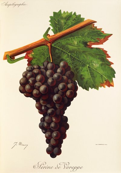Uva Serene de Voreppe de J. Troncy de Jules Troncy