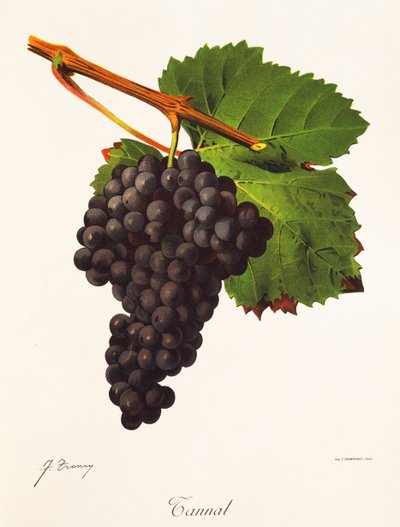 Uva Tannat de J. Troncy de Jules Troncy