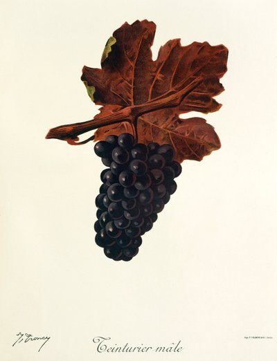 Uva Teinturier Male por J. Troncy de Jules Troncy