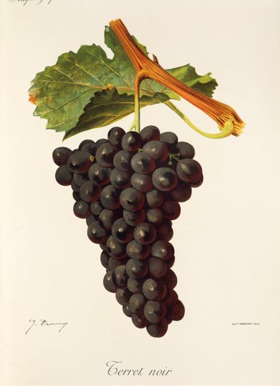 Uva Terret Noir de J. Troncy de Jules Troncy