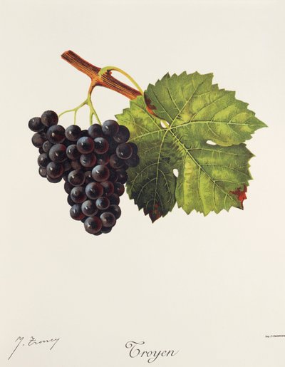 Uva Troyen por J. Troncy de Jules Troncy