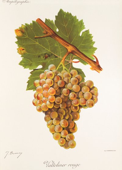 Uva Valteliner Rouge de J. Troncy de Jules Troncy
