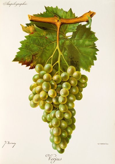 Uva Verjus por J. Troncy de Jules Troncy