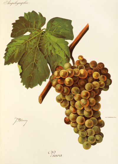 Uva Viura de J. Troncy de Jules Troncy