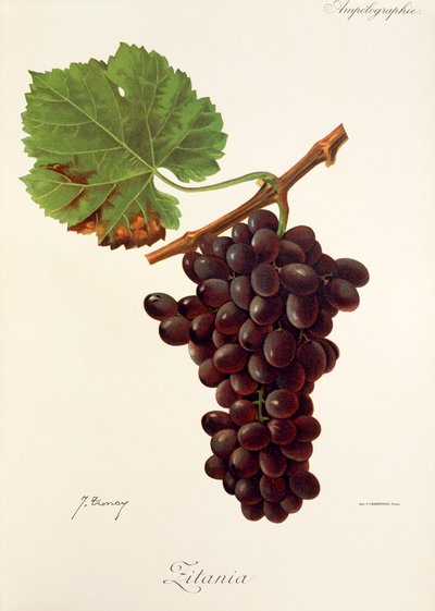 Uva Zitania por J. Troncy de Jules Troncy