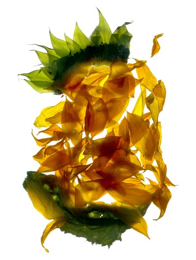 Girassol de Chiquita (fotograma digital, cópia original digital) de Julia McLemore