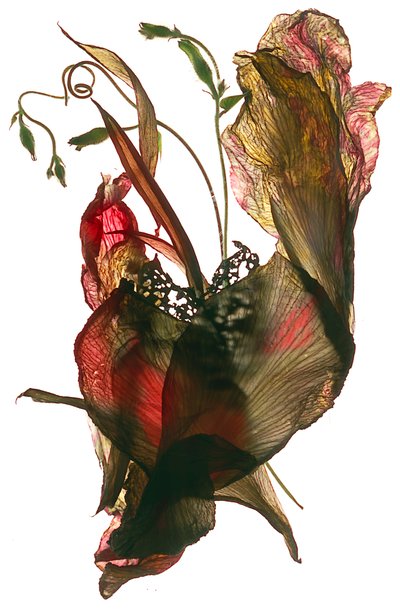 Morning Glory Canna Heart, 2012, (fotograma digital) de Julia McLemore