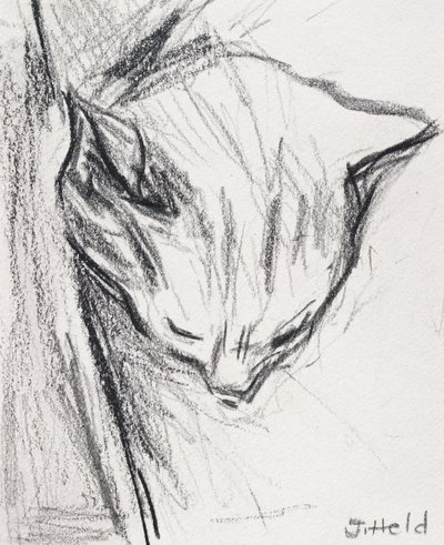 Gato dormindo, 2015, (lápis) de Julie Held