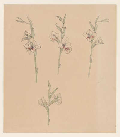 Estudos de flores de Julie de Graag