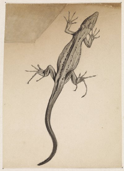 Lagarto de Julie de Graag