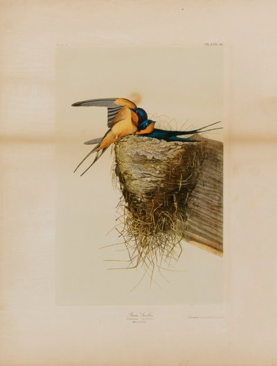 Andorinha-das-chaminés de Julius Bien