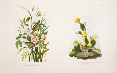Seaside Finch - Grass Finch, ou Bay-Winged Bunting, após &39;Birds of America&39; de JJ Audubon de Julius Bien