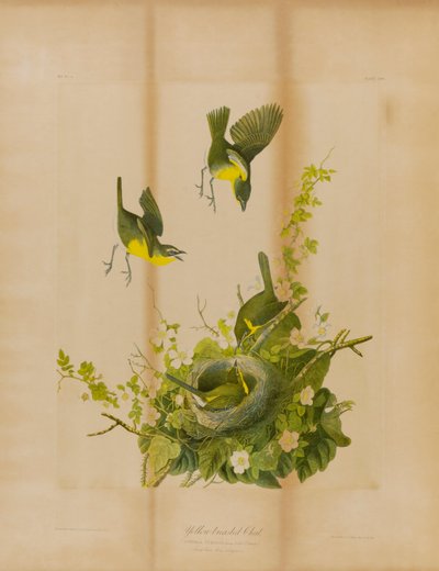 Papagaio-de-peito-amarelo de Julius Bien