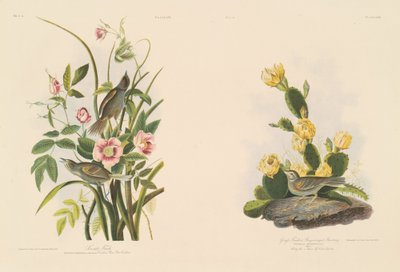 passarinho à beira-mar; e Grafs Finch ou Bay-Winged Bunting de Julius Bien after John James Audubon
