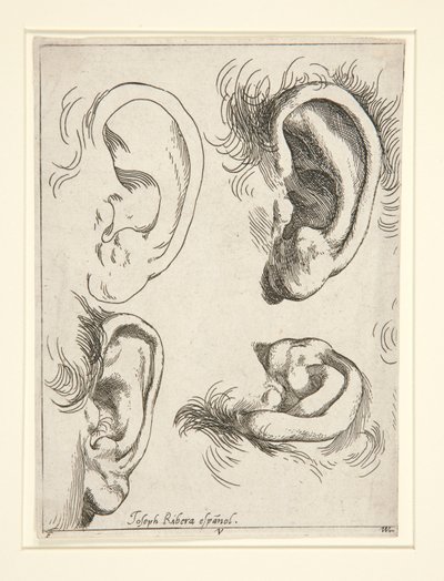 Estudos de Quatro Orelhas de Jusepe de Ribera