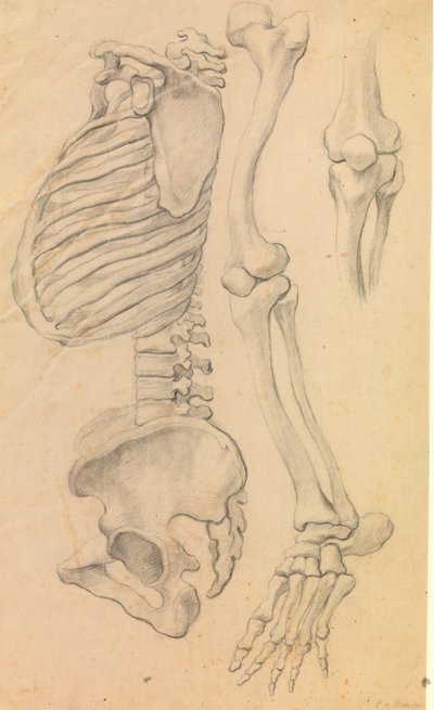 Coluna com tórax e pelve, perfil para a esquerda; também ossos da perna esquerda do quadril à ponta do dedo do pé e detalhe de um joelho. (1662?). de Karel van III Mander
