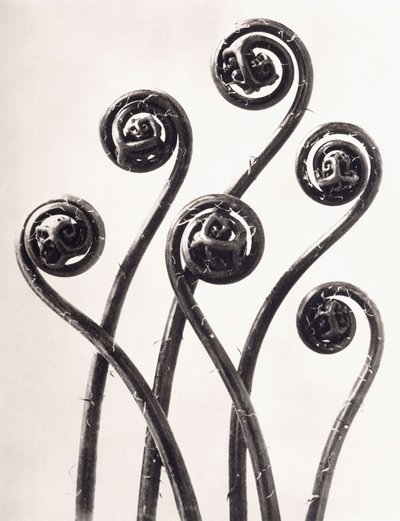 Adiantum Pedatum - American Maidenhair Fern, Young roll-up frondes Enlarged Oito vezes de Karl Blossfeldt