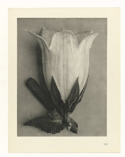 Estudos Fitossanitários
Arquétipos de Arte: Imagens de plantas fotográficas (título da série) de Karl Blossfeldt