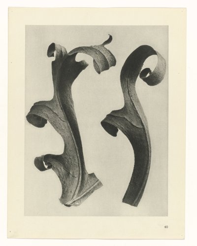 Estudos Fitossanitários
Arquétipos de Arte: Imagens de plantas fotográficas (título da série) de Karl Blossfeldt
