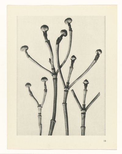 Estudos Fitossanitários
Arquétipos de Arte: Imagens de plantas fotográficas (título da série) de Karl Blossfeldt