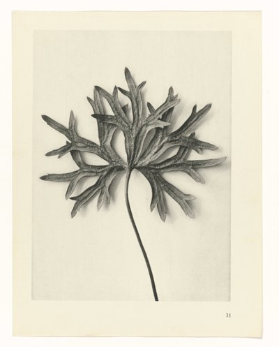Estudos Fitossanitários
Arquétipos de Arte: Imagens de plantas fotográficas (título da série) de Karl Blossfeldt