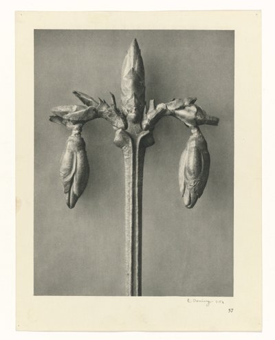 Estudos de plantas Arquétipos de arte: imagens fotográficas de plantas (título da série) de Karl Blossfeldt