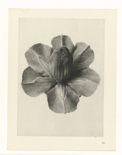 Estudos de plantas Arquétipos de arte: imagens fotográficas de plantas (título da série) de Karl Blossfeldt