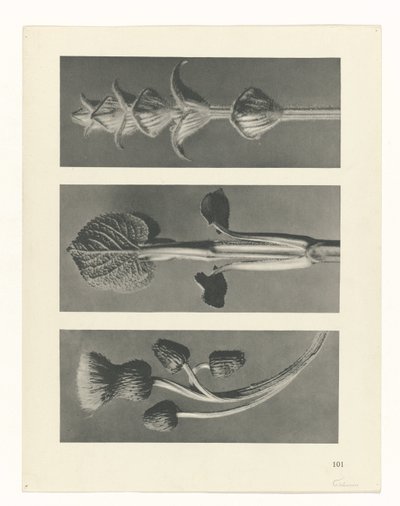 Estudo das plantas
Arquétipos de Arte (título da série) de Karl Blossfeldt