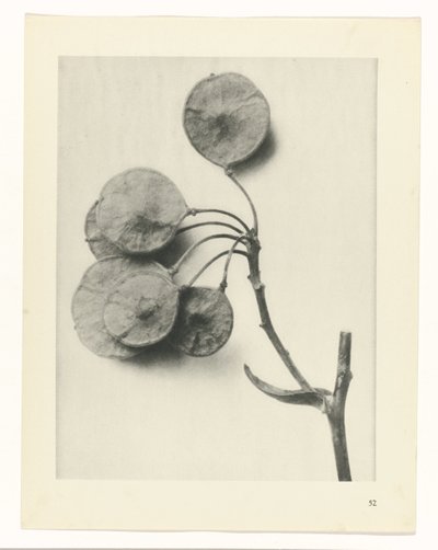 planejar estudo Arquétipos da Arte (título da série) de Karl Blossfeldt