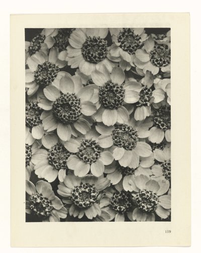 planejar estudo Arquétipos da Arte (título da série) de Karl Blossfeldt