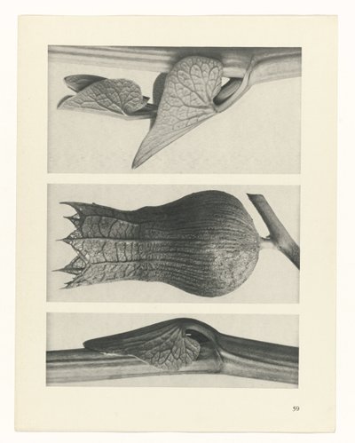 planejar estudo Arquétipos da Arte (título da série) de Karl Blossfeldt