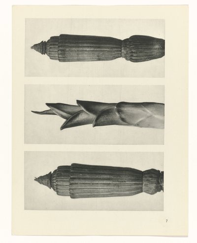 planejar estudo Arquétipos da Arte (título da série) de Karl Blossfeldt