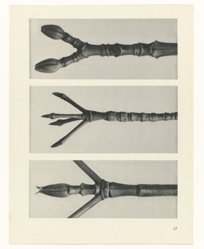 planejar estudo Arquétipos da Arte (título da série) de Karl Blossfeldt