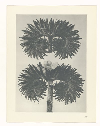 Estudo das plantas
Arquétipos de Arte (título da série) de Karl Blossfeldt