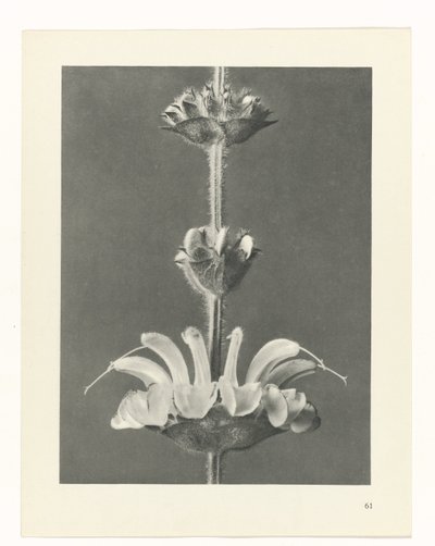 planejar estudo Arquétipos da Arte (título da série) de Karl Blossfeldt