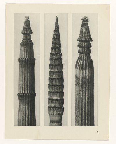 Estudo das plantas
Arquétipos de Arte (título da série) de Karl Blossfeldt