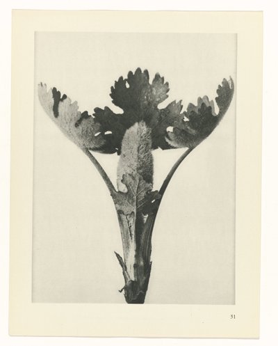Estudo das plantas
Arquétipos de Arte (título da série) de Karl Blossfeldt